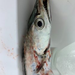 ホームでも釣れだした！