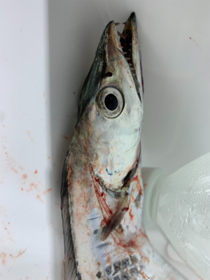 ホームでも釣れだした！