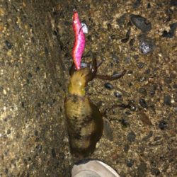 短時間エギング