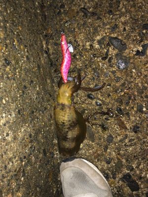 短時間エギング