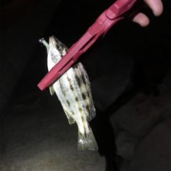 ナイトライトゲーム