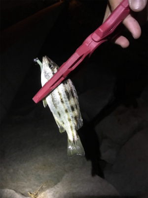 ナイトライトゲーム