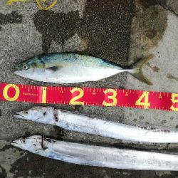 久しぶりにタチウオ