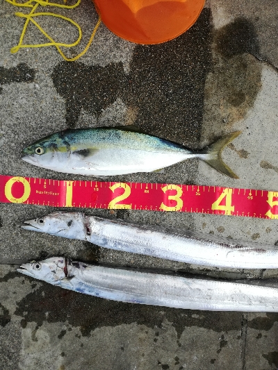 久しぶりにタチウオ