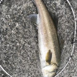 タチウオいい感じ