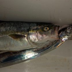 日の入前後に連続ヒット♪