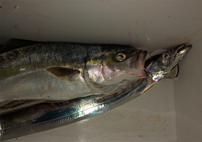 日の入前後に連続ヒット♪