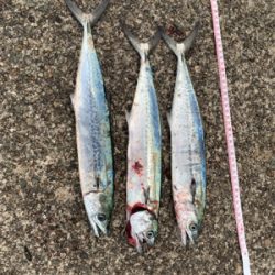 サゴシ入れ食い