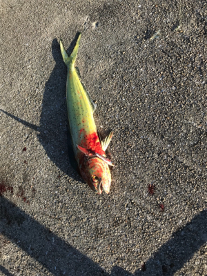 ライトショアジギング