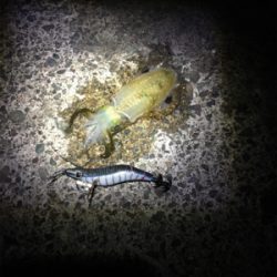 新子アオリがたべたくて