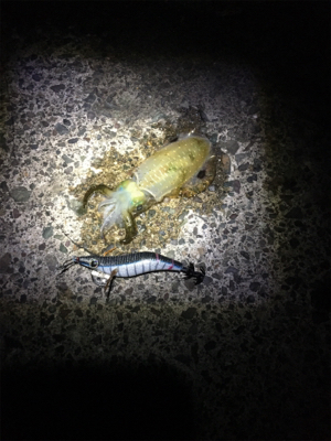 新子アオリがたべたくて