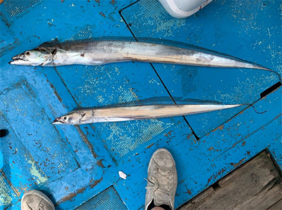 タチウオテンヤ