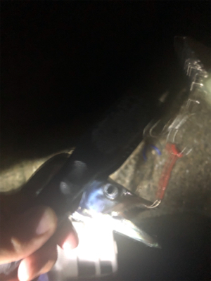 タチウオ爆釣！