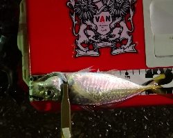 アジング練習20