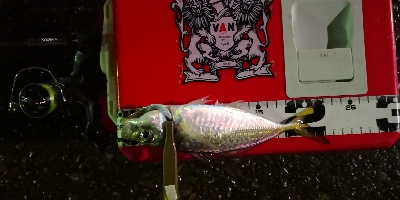 アジング練習20