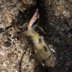 ナイトエギング