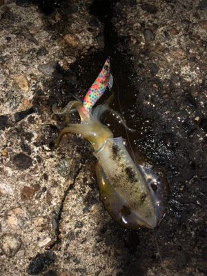 ナイトエギング