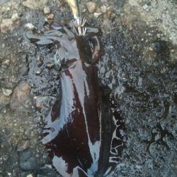 アオリイカ6杯! 釣り場ゴミ多し!!