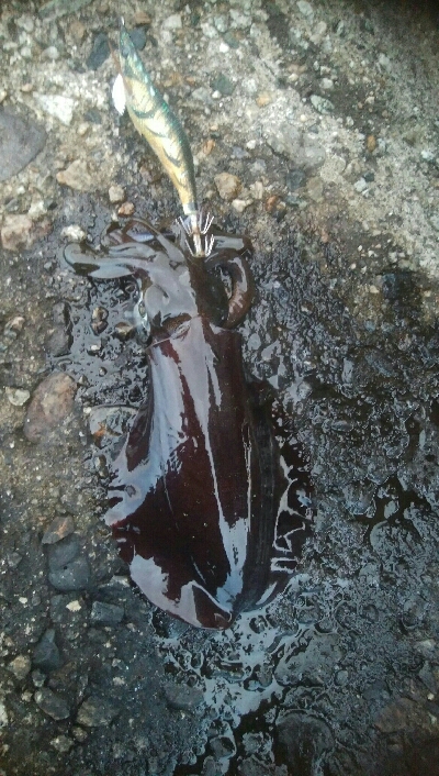 アオリイカ6杯! 釣り場ゴミ多し!!