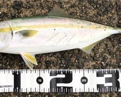 神戸湾奥でハマチ!?