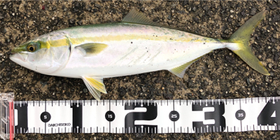 神戸湾奥でハマチ!?