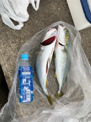 久しぶりのツバス