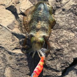 新子と遊んでもらおう！