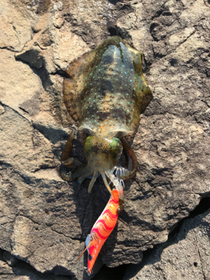 新子と遊んでもらおう！