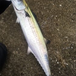 vj-28でツバスとサゴシ