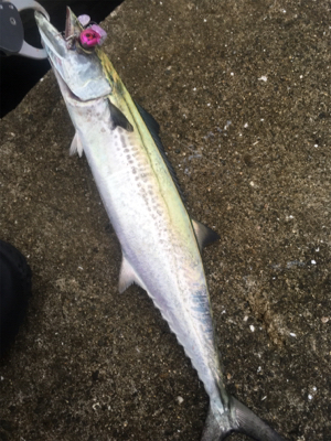 vj-28でツバスとサゴシ