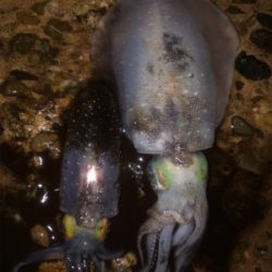 雨の中エギングへ