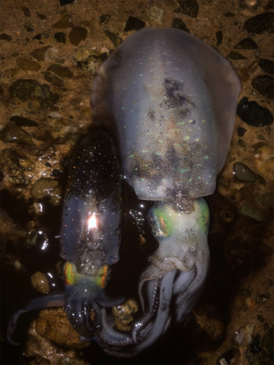 雨の中エギングへ