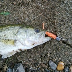今日も子バス釣り