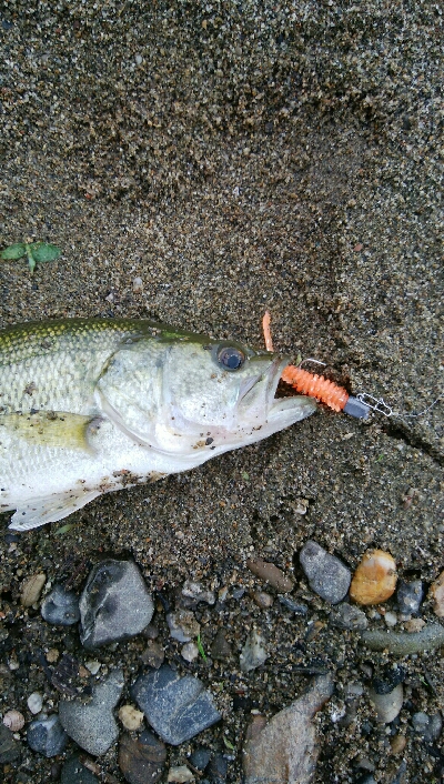 今日も子バス釣り