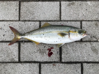 渋い中、粘って粘って…