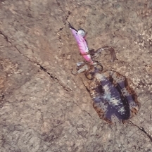 エギング釣行その45