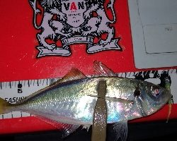 アジング練習21