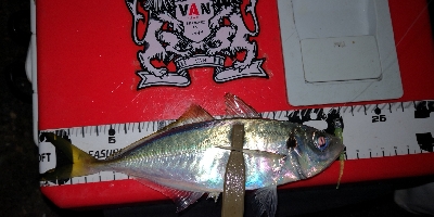 アジング練習21