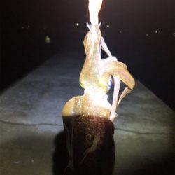 夕マズメのみの釣行