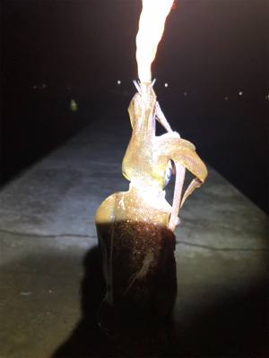 夕マズメのみの釣行