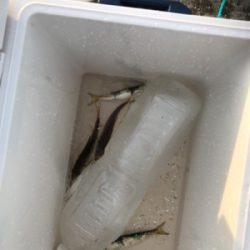 サヨリ狙いのはずが