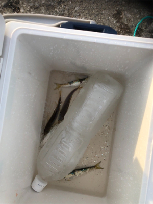 サヨリ狙いのはずが