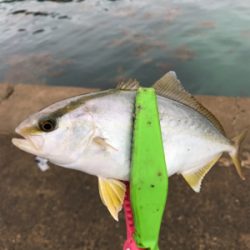 ライトショアジギング