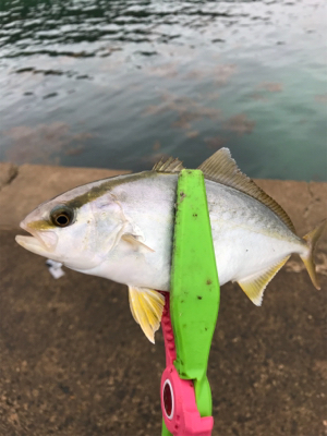 ライトショアジギング