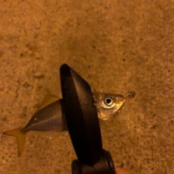 仕事帰りアジング♫