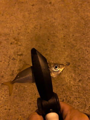 仕事帰りアジング♫