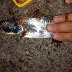 タチウオ、ハマチ、メジロ