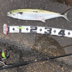 サゴシにハマチ神戸湾奥も賑わってきた