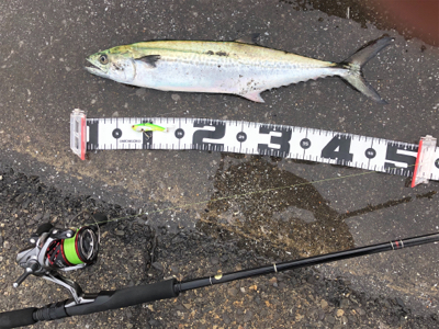 サゴシにハマチ神戸湾奥も賑わってきた