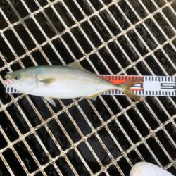 太刀魚＆ハマチ